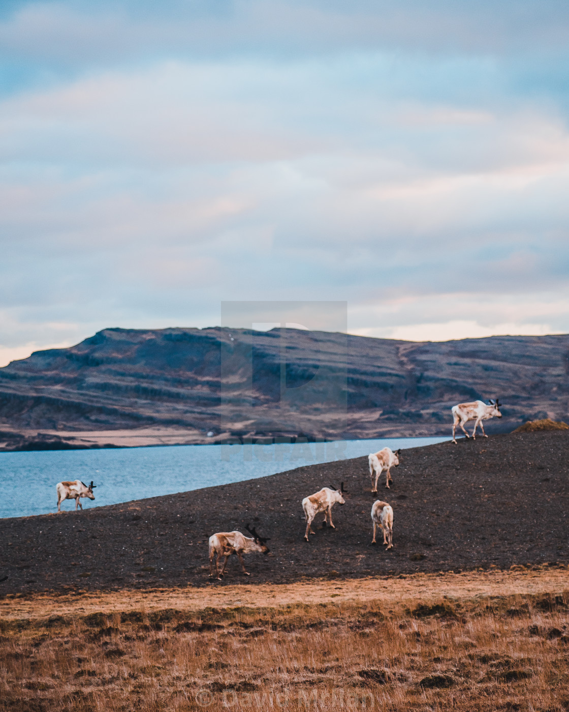 "Icelandic Reindeers Herd" stock image