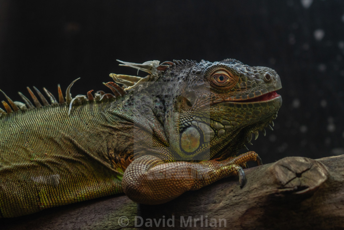 "Guana" stock image