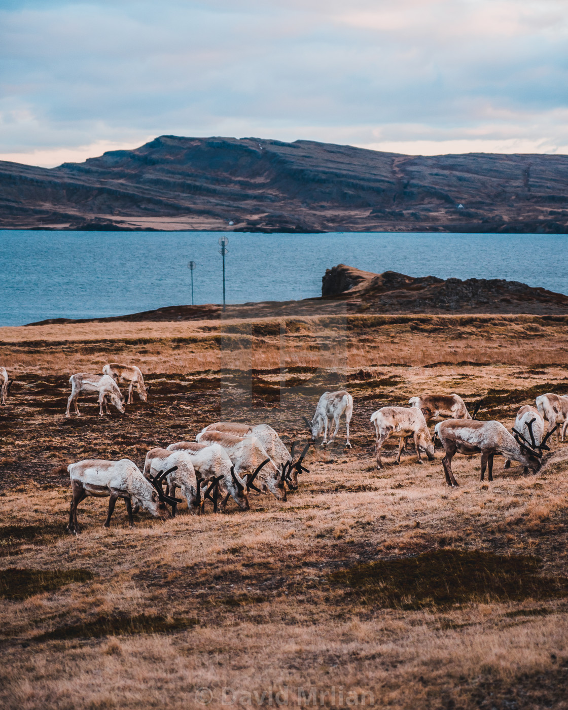 "Herd of Reindeers (iceland)" stock image