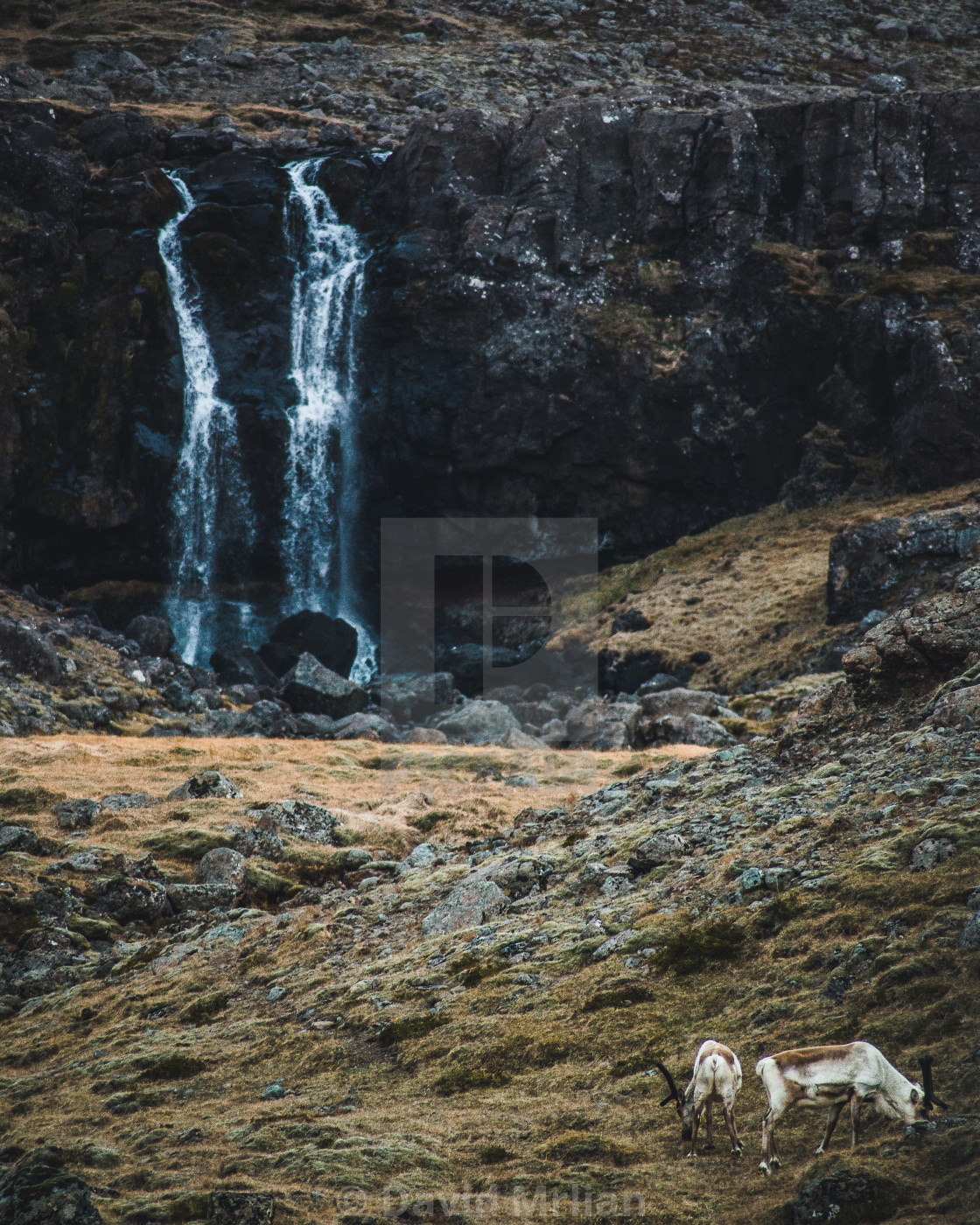 "Icelandic Reindeers in Icelandic nature" stock image