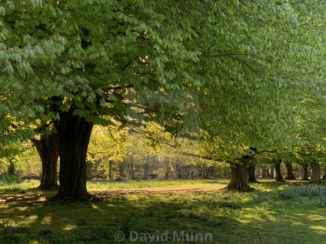 "Trees and Sunset in Clarke’s Garedens" stock image