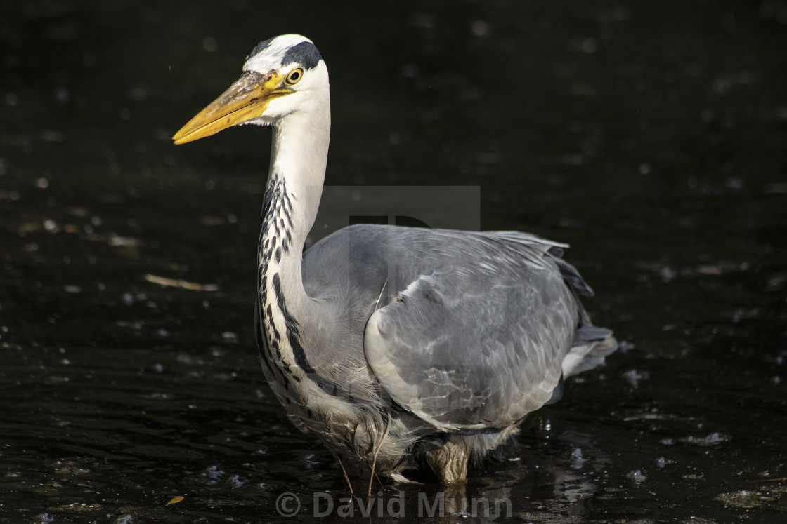 "Grey Heron in Sefton Park Liverpool UK #1" stock image