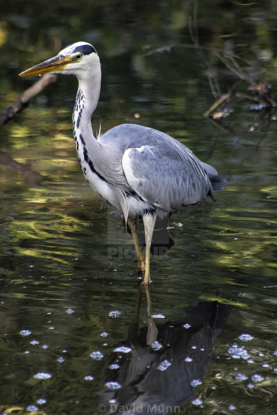 "Grey Heron in Sefton Park Liverpool UK #3" stock image