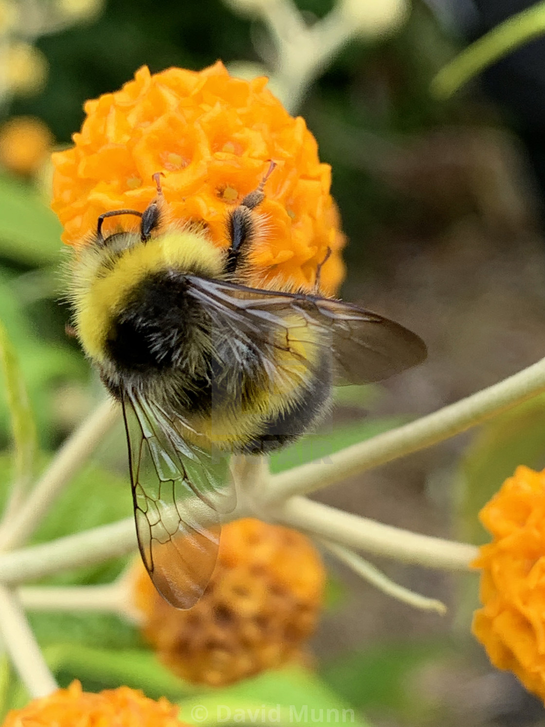 "Bumble Bee collecting pollen in Liverpool Parks # 4" stock image