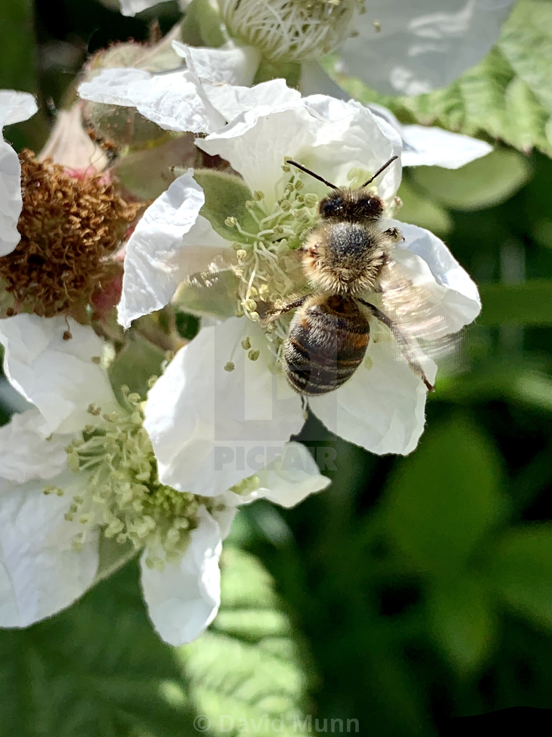 "Honey Bee collecting pollen in Liverpool Parks #5" stock image