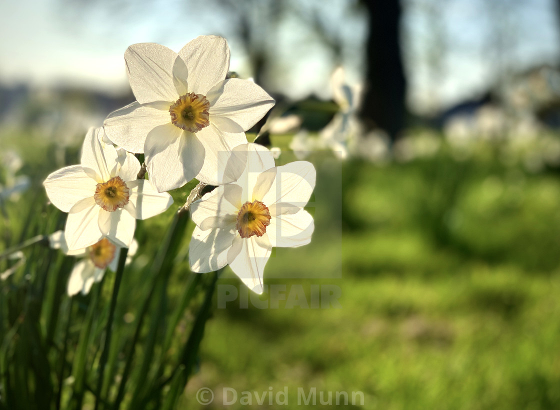 "Spring Coming in Sefton Park" stock image