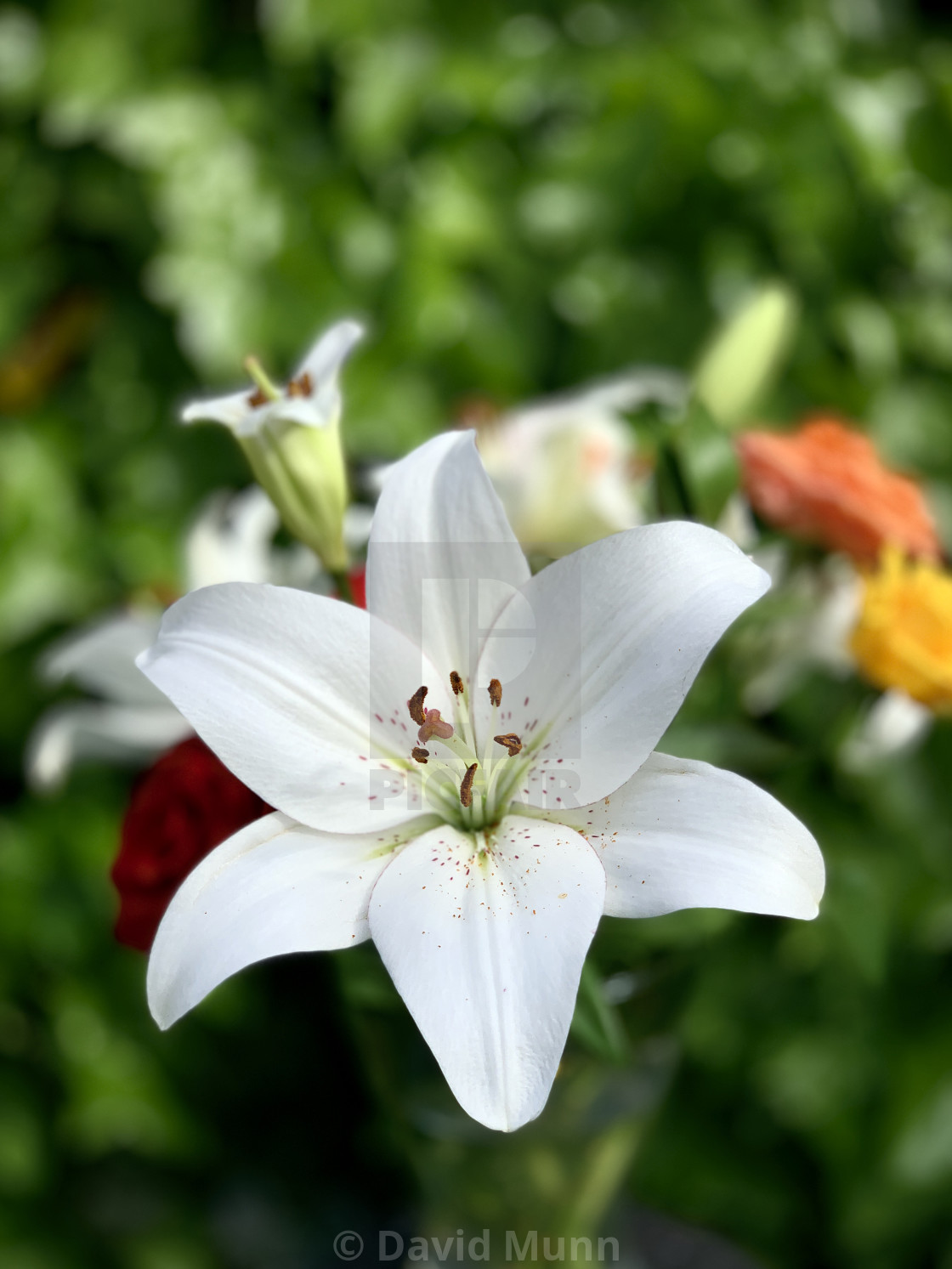 "White Lilies in The Garden in Early Summer #1" stock image