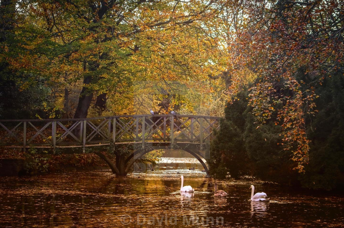 "Two Swans on the lake in Birkenhead Park" stock image