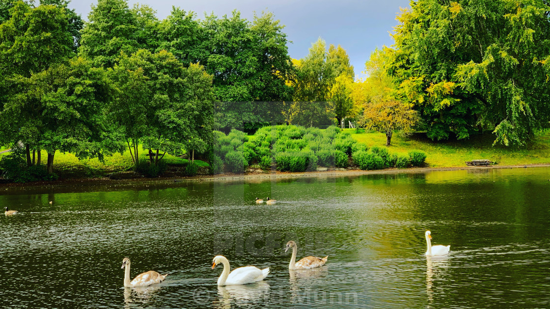 "Swans on Sefton Park Lake in South Liverpool in The United Kingdom." stock image