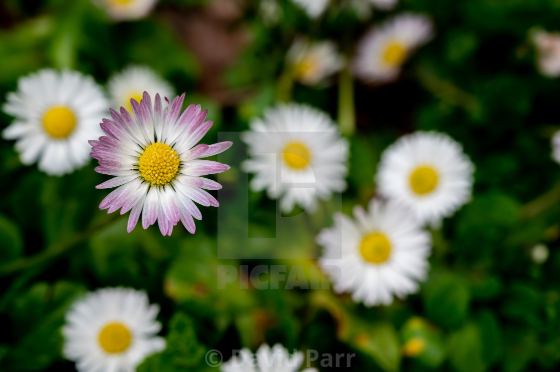 "Daisies" stock image