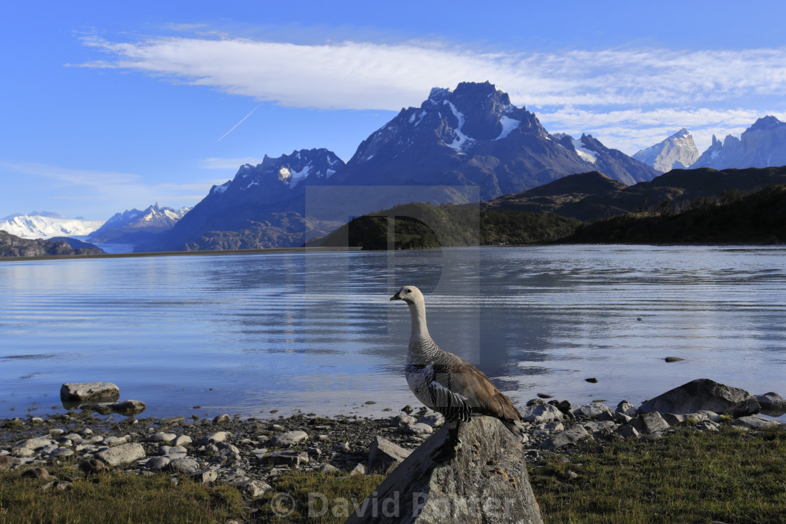 "View over Lago Grey, Torres del Paine National Park, Magallanes region,..." by David Porter - $18.85 "View over Lago Grey, Torres del Paine National Park, Magallanes region,..." stock image