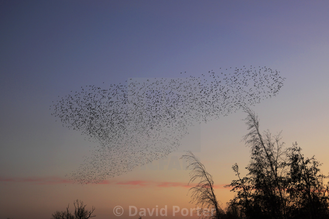 "A Starling murmuration, (Sturnus vulgaris) in flight at dusk to their winter..." stock image