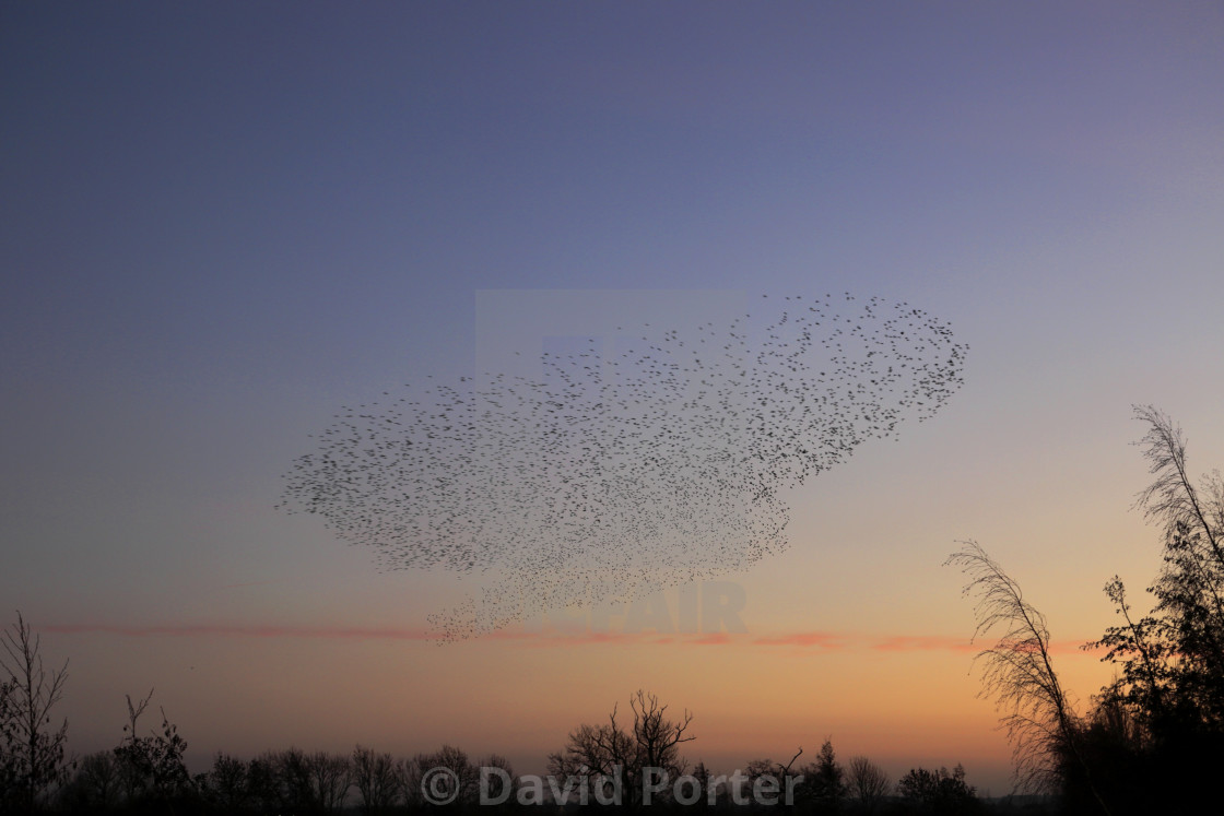 "A Starling murmuration, (Sturnus vulgaris) in flight at dusk to their winter..." stock image