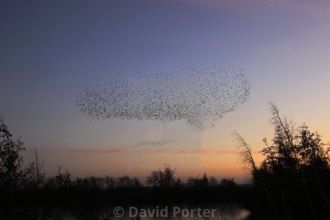 "A Starling murmuration, (Sturnus vulgaris) in flight at dusk to their winter..." stock image