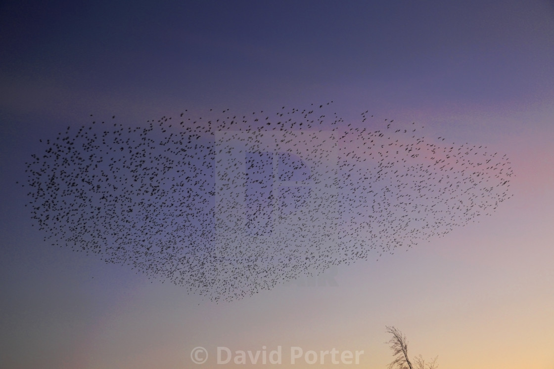 "A Starling murmuration, (Sturnus vulgaris) in flight at dusk to their winter..." stock image