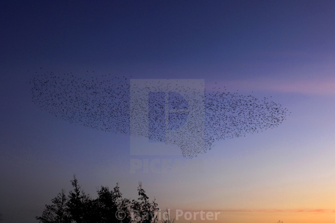 "A Starling murmuration, (Sturnus vulgaris) in flight at dusk to their winter..." stock image