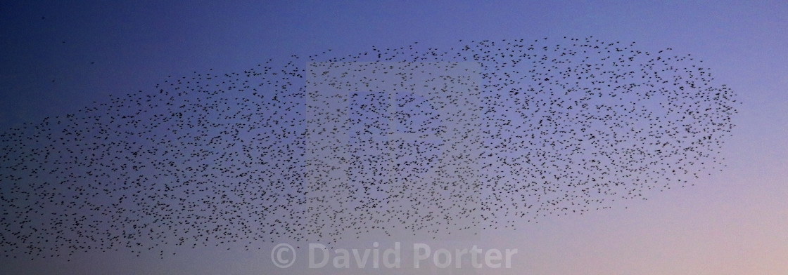 "A Starling murmuration, (Sturnus vulgaris) in flight at dusk to their winter..." stock image