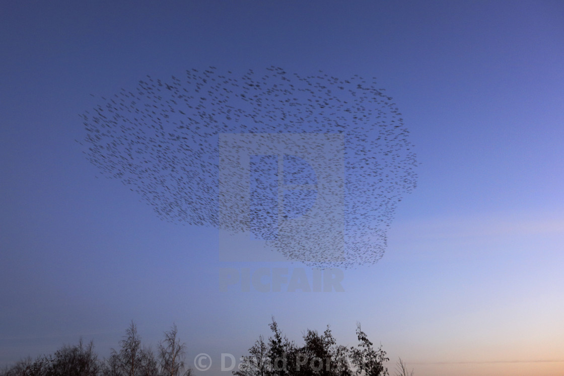 "A Starling murmuration, (Sturnus vulgaris) in flight at dusk to their winter..." stock image