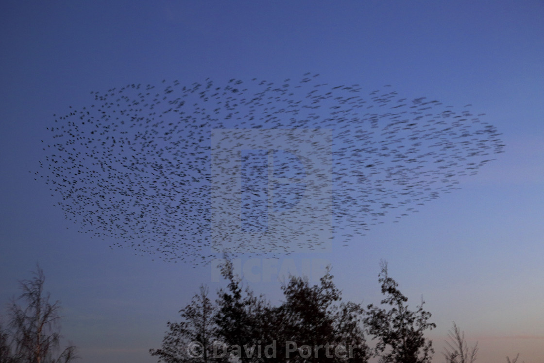 "A Starling murmuration, (Sturnus vulgaris) in flight at dusk to their winter..." stock image