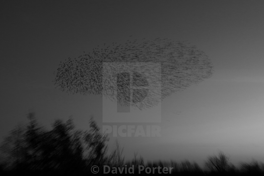 "A Starling murmuration, (Sturnus vulgaris) in flight at dusk to their winter..." stock image