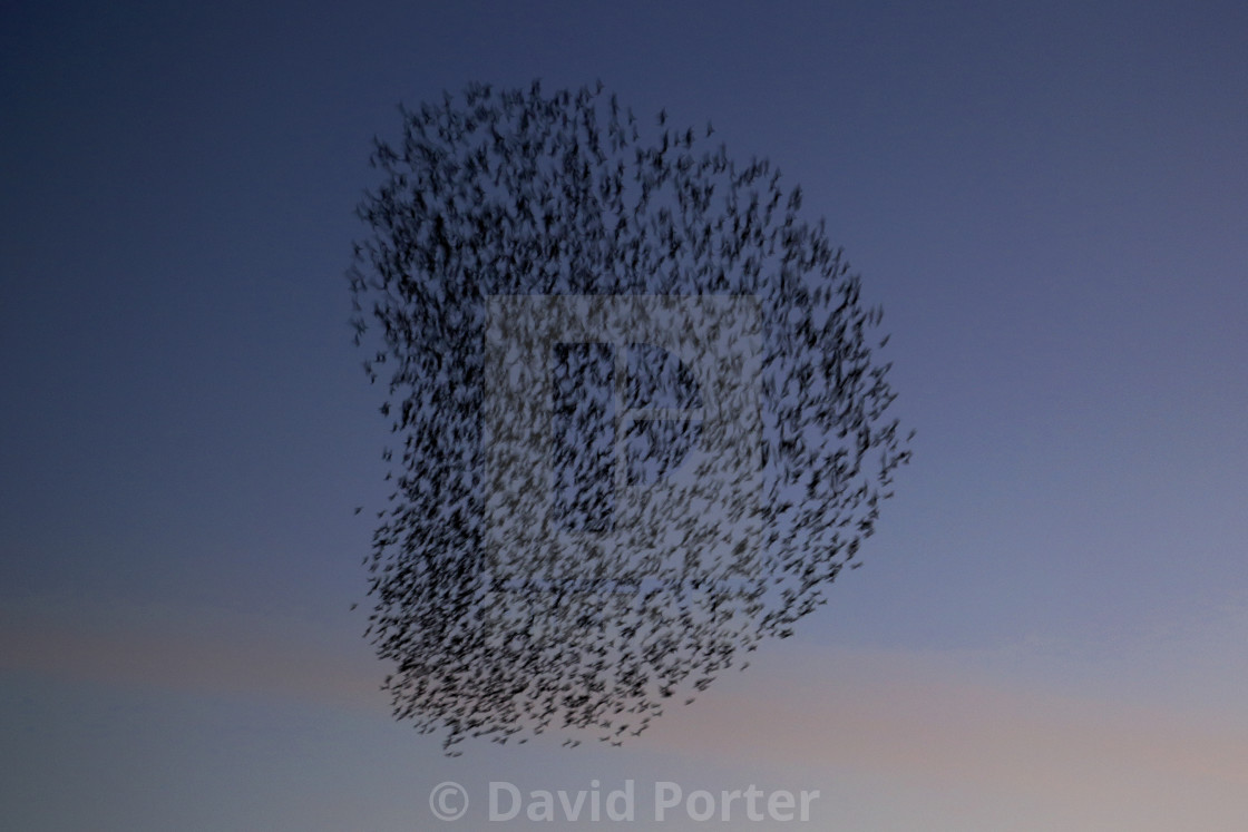 "A Starling murmuration, (Sturnus vulgaris) in flight at dusk to their winter..." stock image