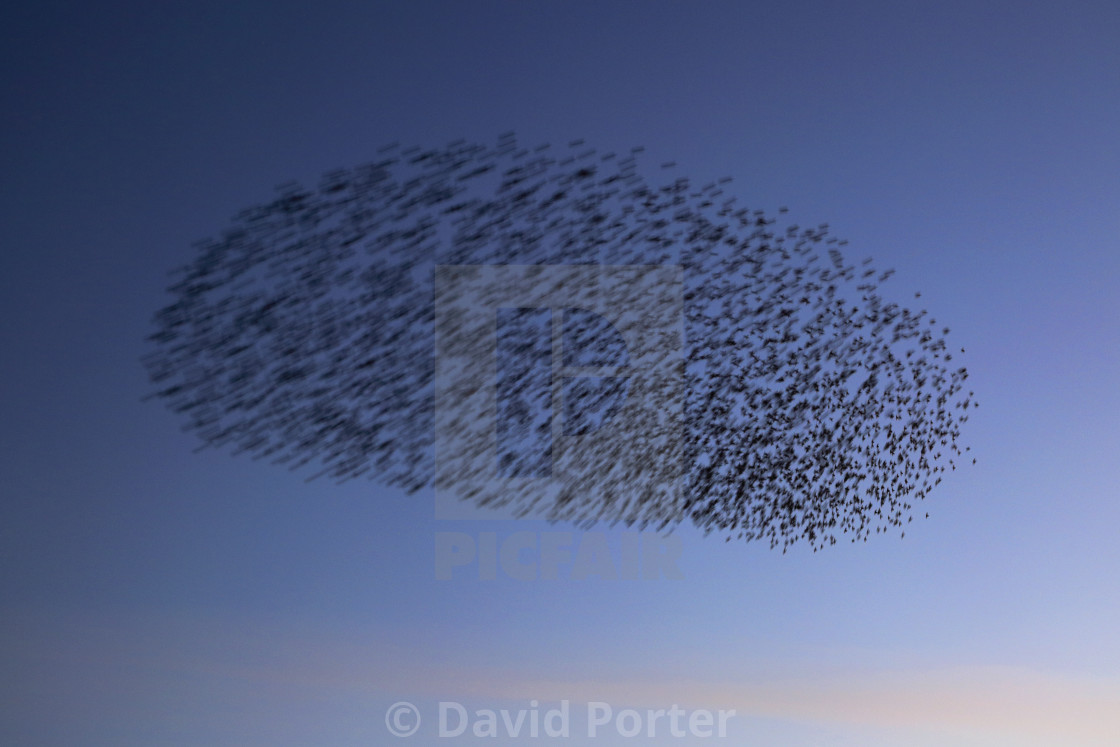 "A Starling murmuration, (Sturnus vulgaris) in flight at dusk to their winter..." stock image