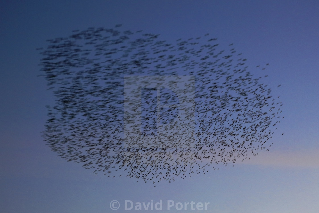 "A Starling murmuration, (Sturnus vulgaris) in flight at dusk to their winter..." stock image