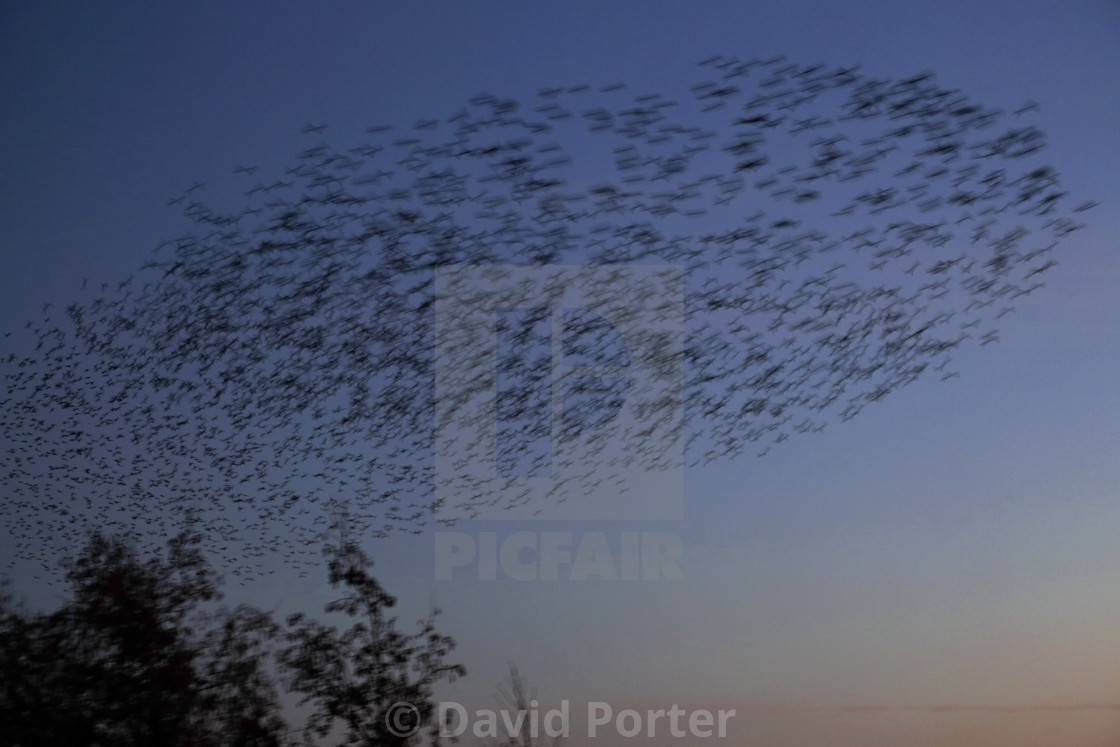 "A Starling murmuration, (Sturnus vulgaris) in flight at dusk to their winter..." stock image