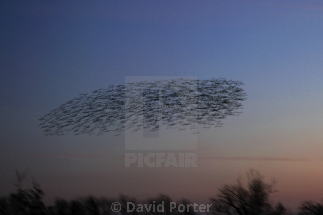 "A Starling murmuration, (Sturnus vulgaris) in flight at dusk to their winter..." stock image