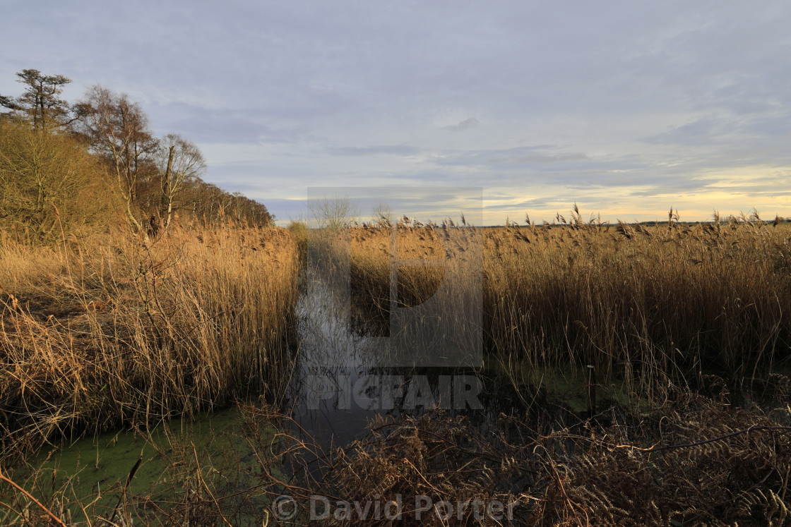 "Frosty woodland at Holme Fen, the lowest ground in Britain, Holme village,..." stock image