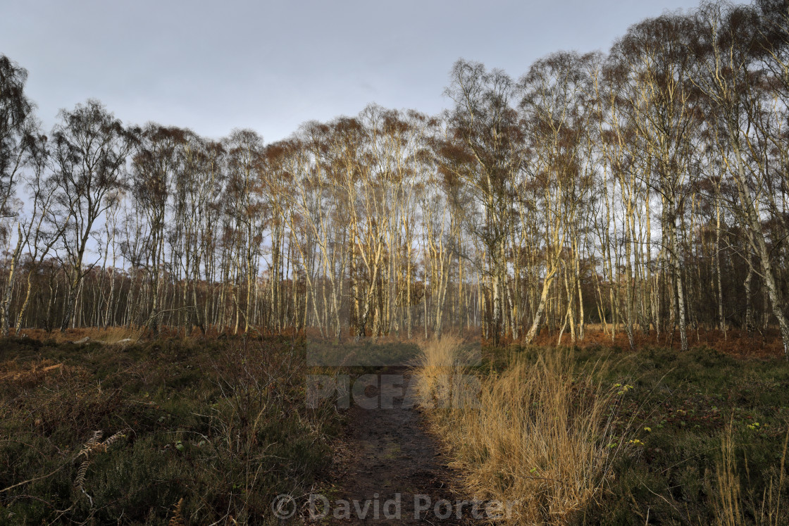 "Frosty woodland at Holme Fen, the lowest ground in Britain, Holme village,..." stock image