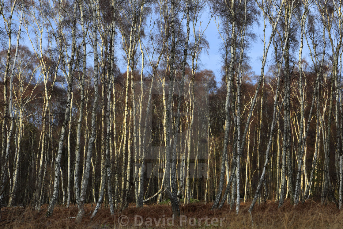 "Frosty woodland at Holme Fen, the lowest ground in Britain, Holme village,..." stock image