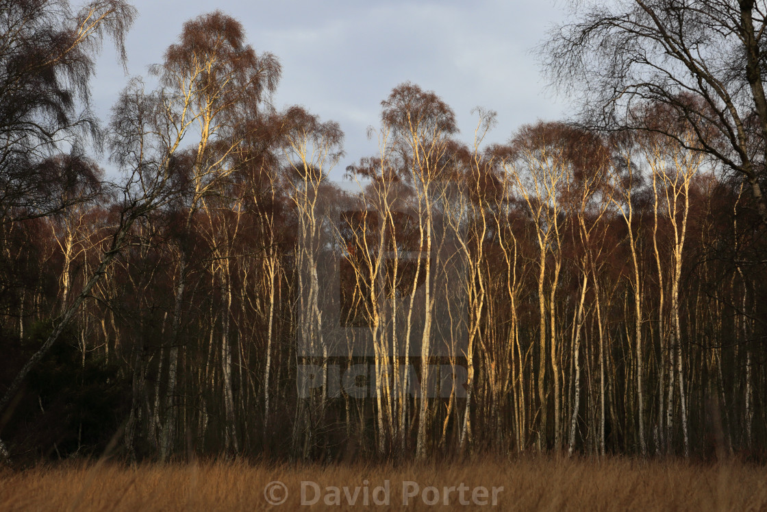 "Frosty woodland at Holme Fen, the lowest ground in Britain, Holme village,..." stock image