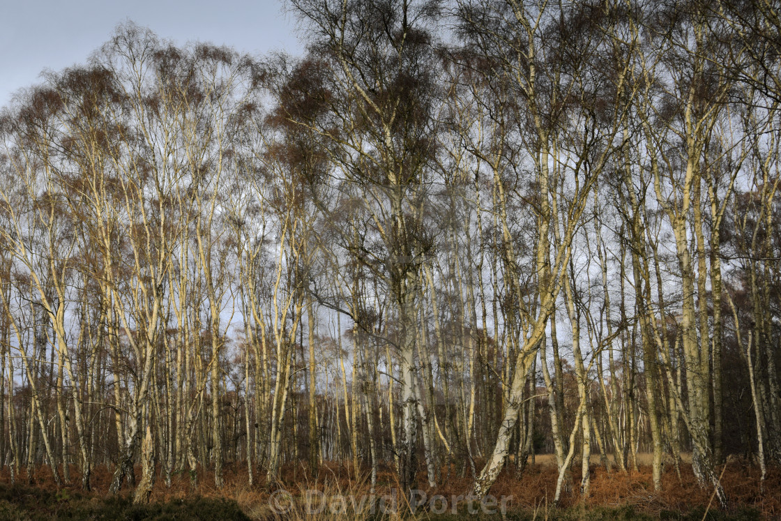 "Frosty woodland at Holme Fen, the lowest ground in Britain, Holme village,..." stock image