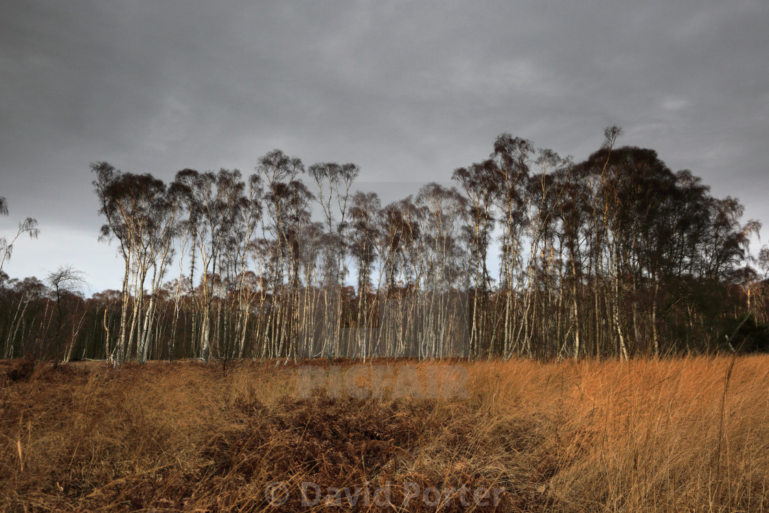 "Frosty woodland at Holme Fen, the lowest ground in Britain, Holme village,..." stock image