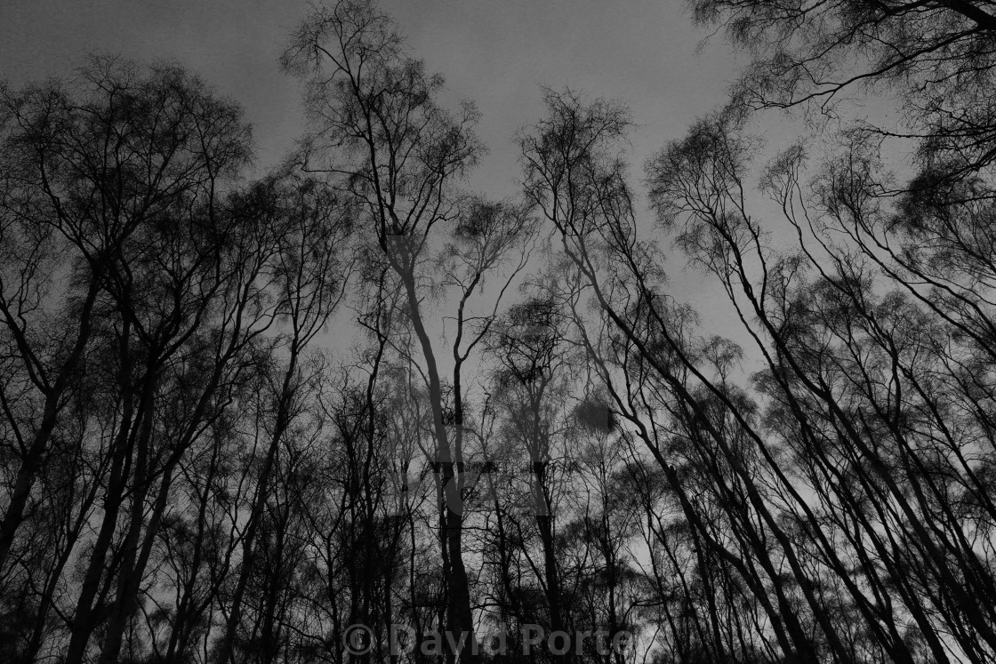 "Frosty woodland at Holme Fen, the lowest ground in Britain, Holme village,..." stock image