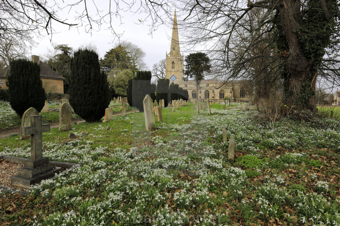 "Snowdrop and Aconite flowers at St Michael and All Angels church, Uffington..." stock image