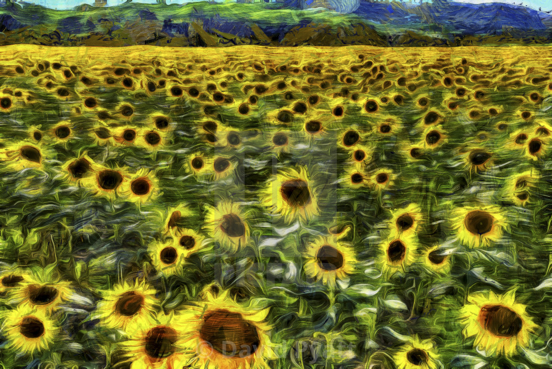 Sunflower Field Vincent Van Gogh - License, download or print for