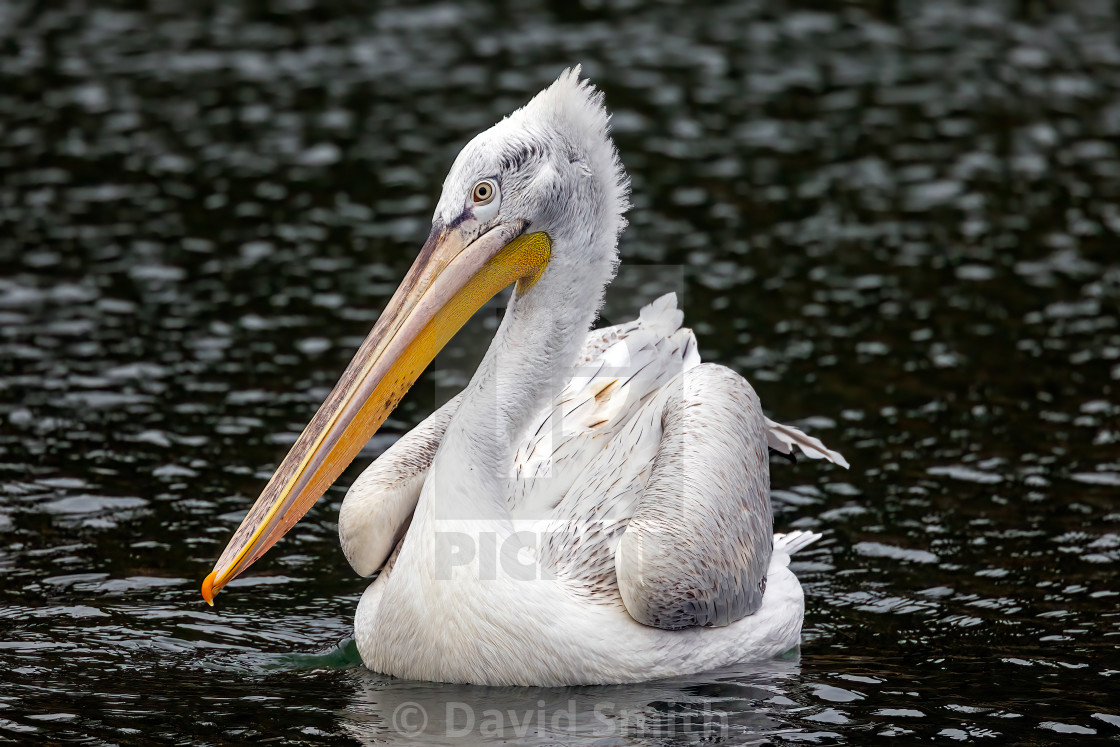 "Dalmatian Pelican" stock image