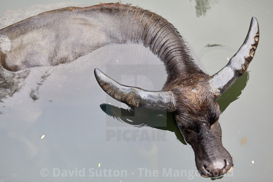 "Feral, water buffalo (bubalus bubalis) cooling down in the river near Ham Tin..." stock image