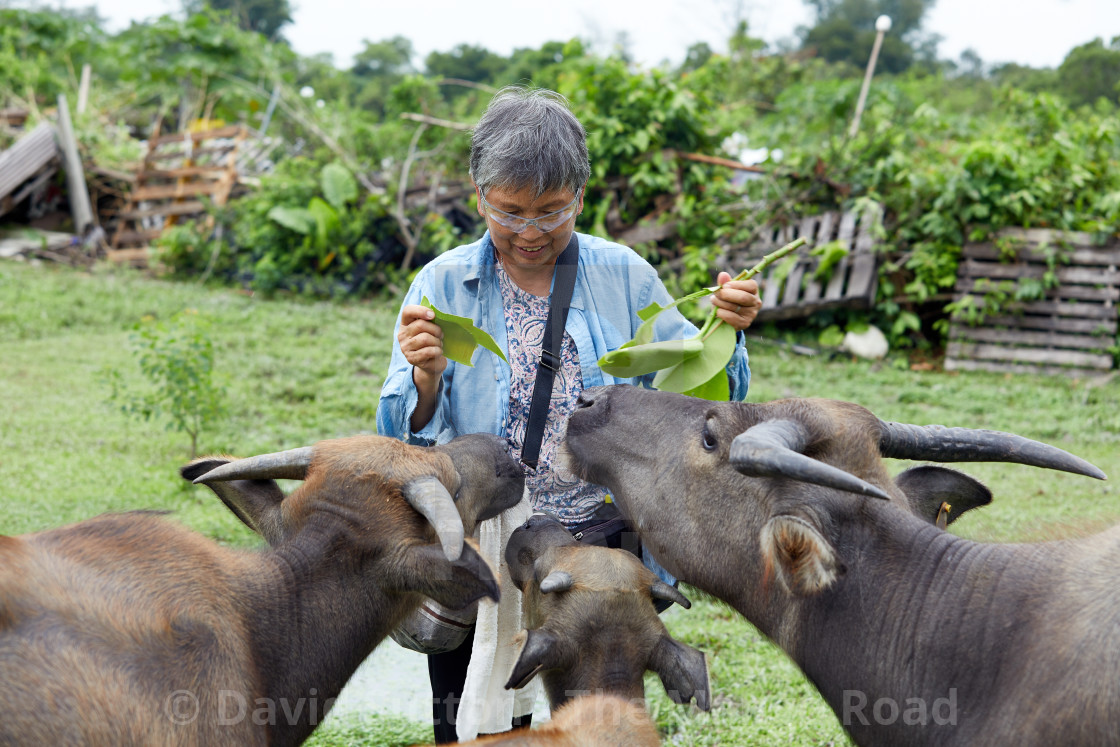 "Jean Leung Siu-wah, known locally as the buffalo mother, or buffalo whisperer..." stock image