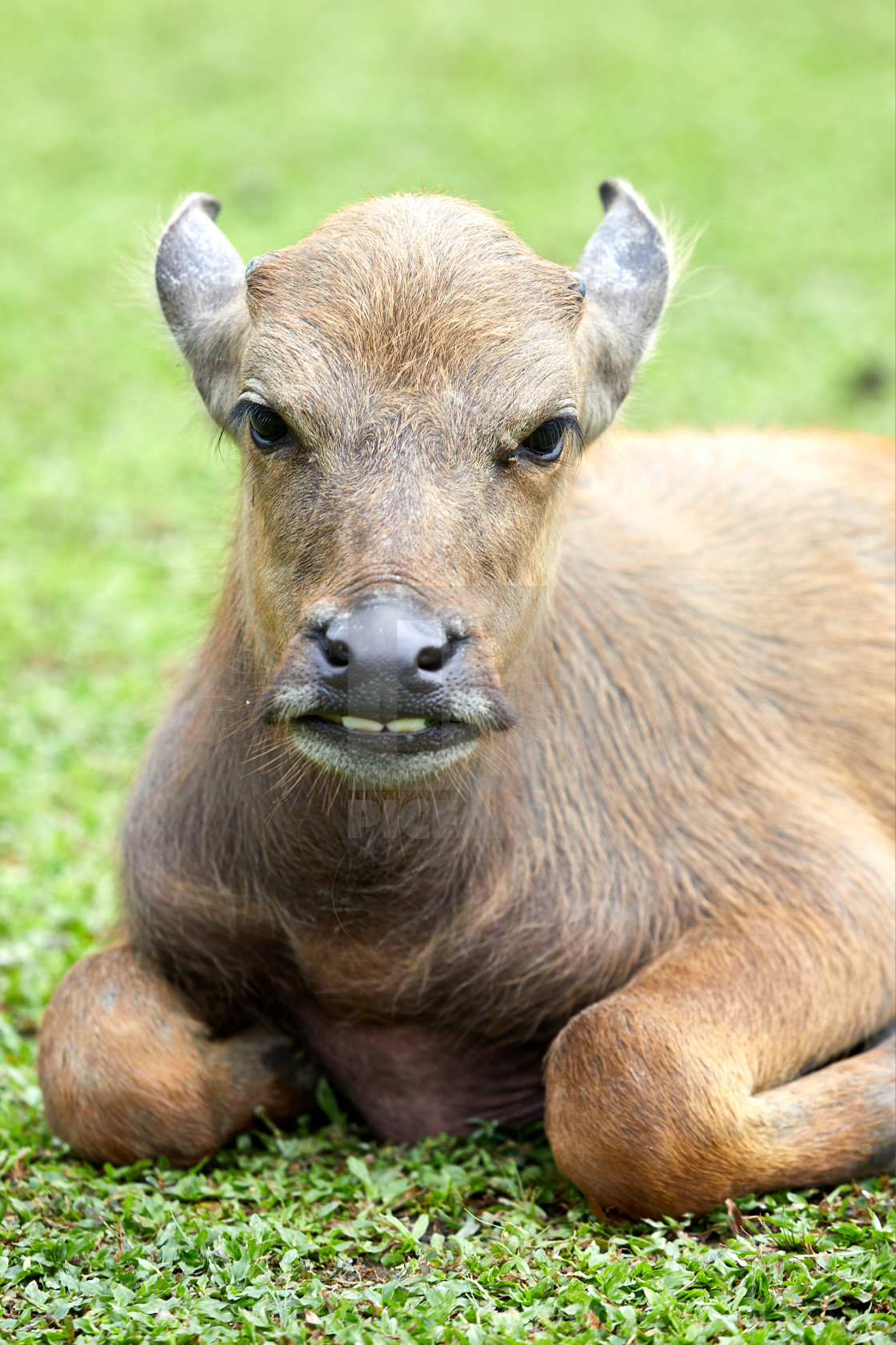 "Feral, water buffalo (bubalus bubalis). Female very young calf, about 1 month..." by David Sutton - The Mango Road - $30.13 "Feral, water buffalo (bubalus bubalis). Female very young calf, about 1 month..." stock image