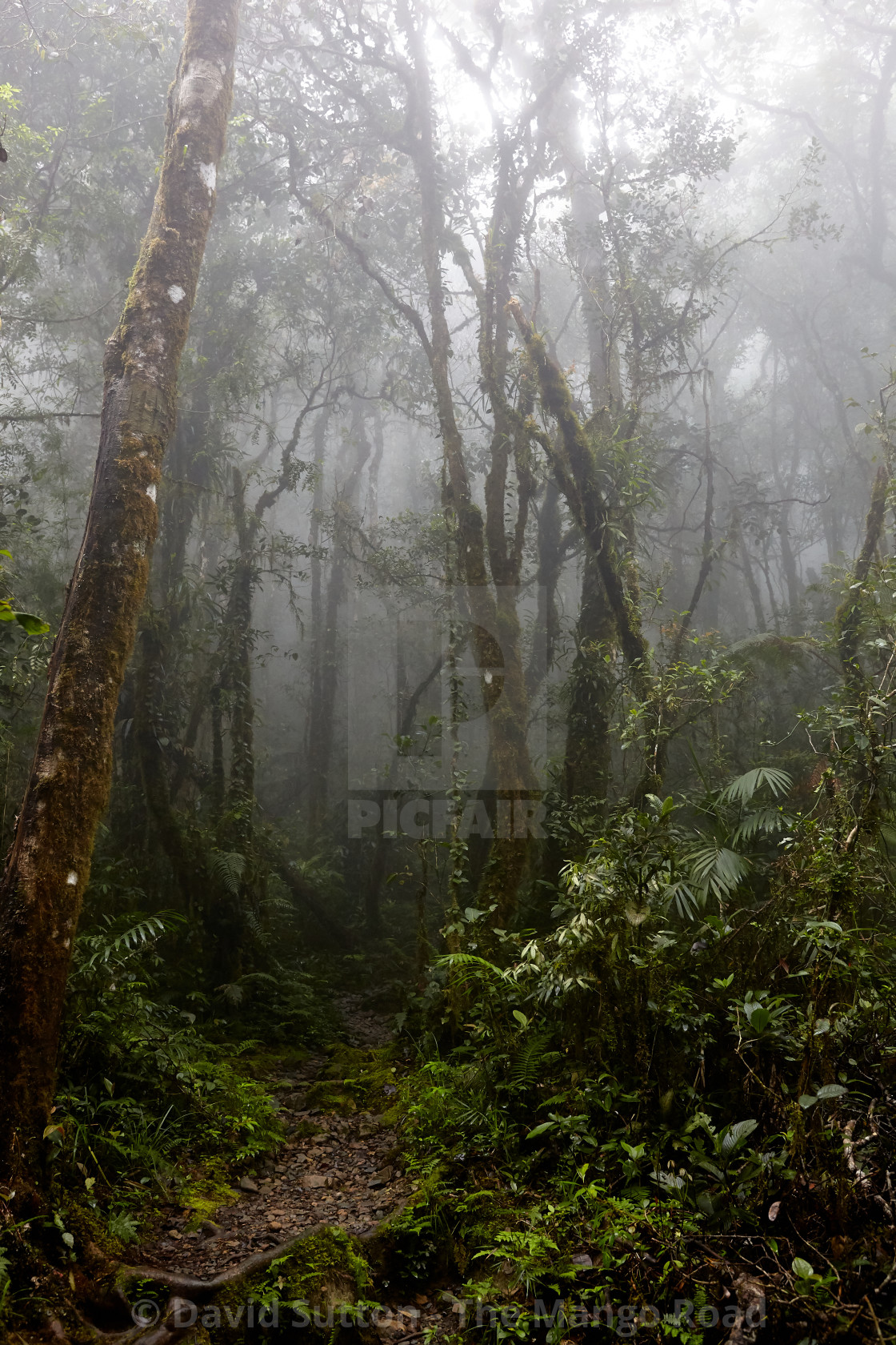 "Climbing Mt Kinabalu" stock image