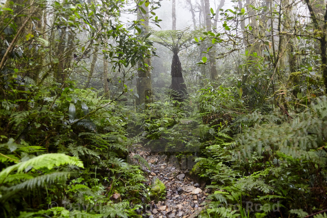 "Climbing Mt Kinabalu" stock image