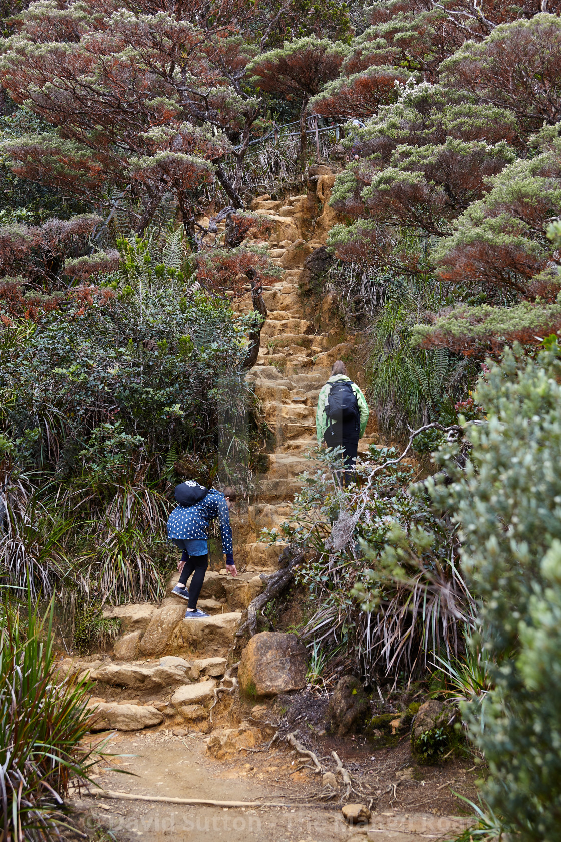 "Climbing Mt Kinabalu" stock image