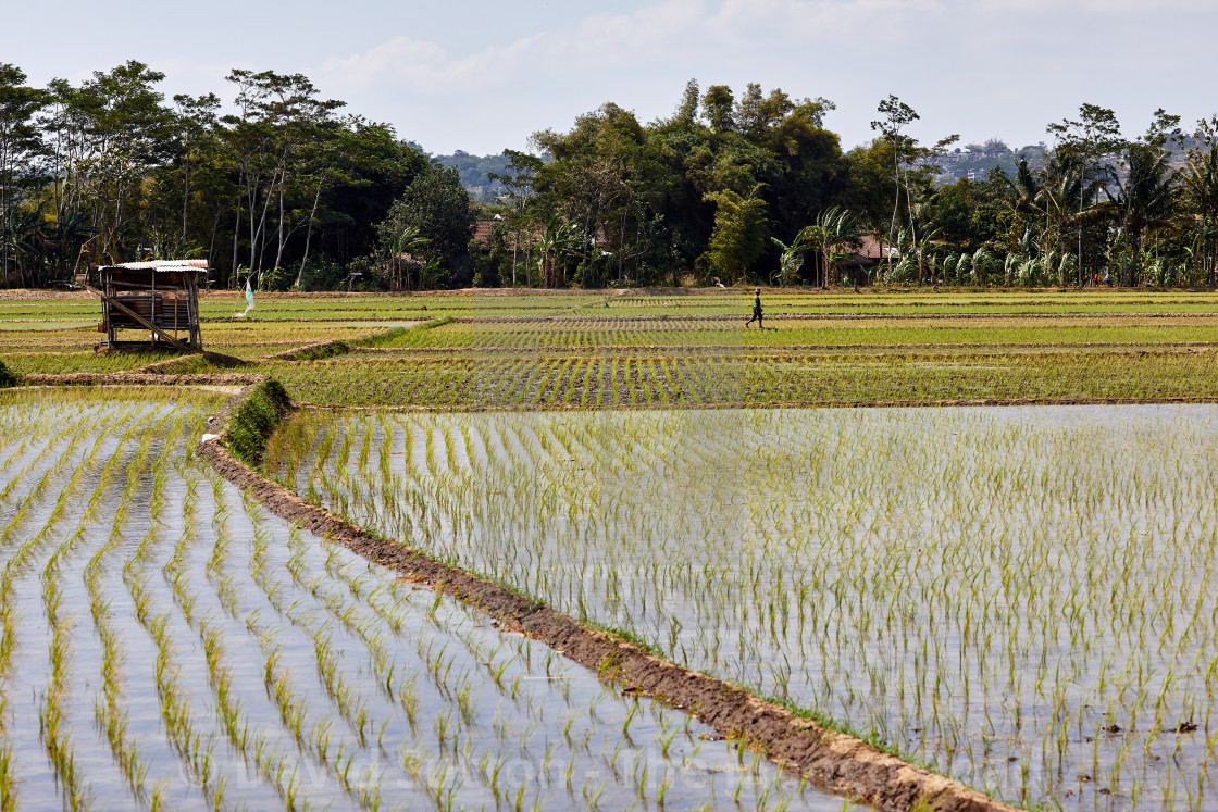 "Ambawara, Indonesia" stock image