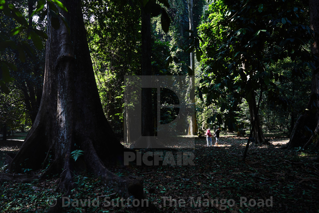 "A young couple walk beneath jungle giants at Kebun Raya, the botanical..." stock image