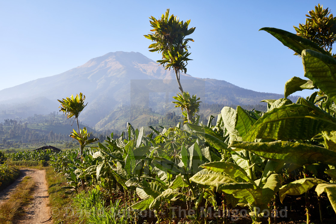 "Kledung Pass, Indonesia" stock image