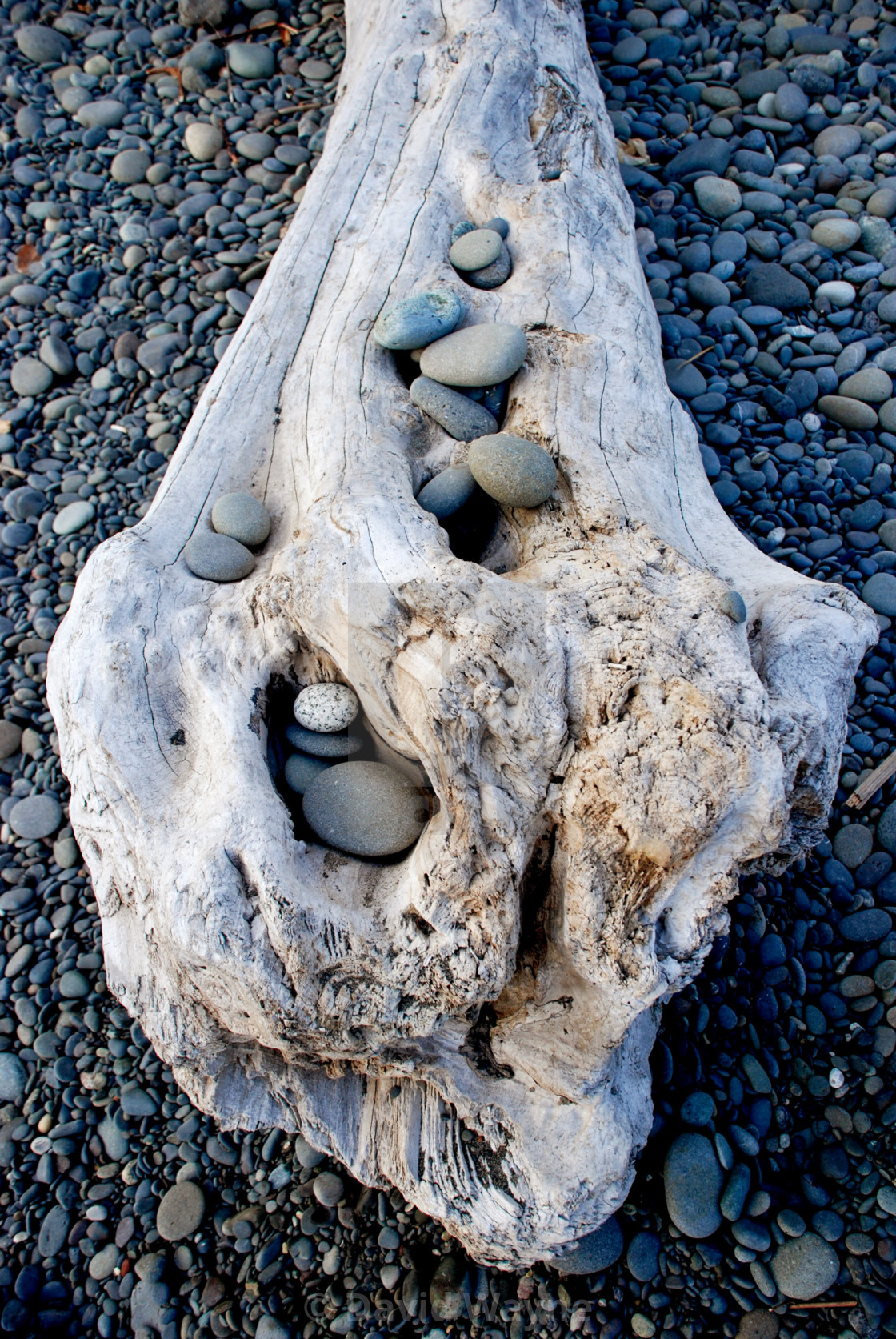 "Driftwood and Rocks" stock image