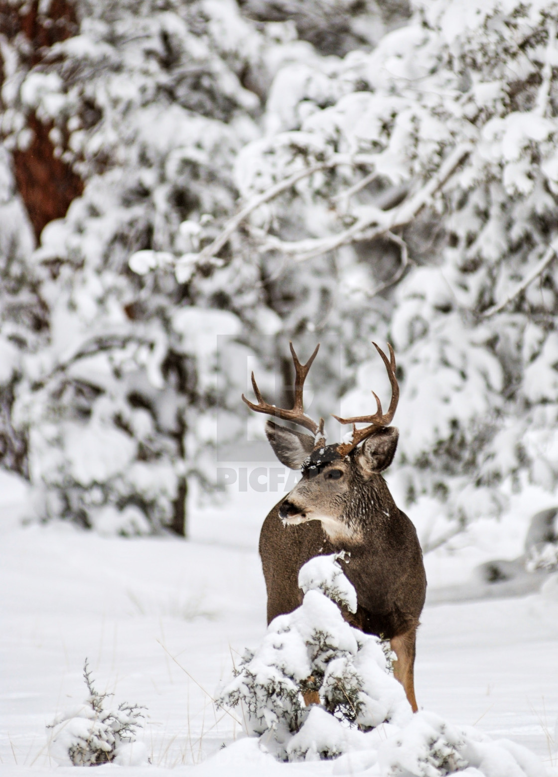 "Mule Deer in Snow" stock image